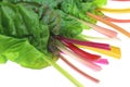 Swiss chard in a white background Royalty Free Stock Photo