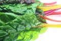 Swiss chard in a white background Royalty Free Stock Photo