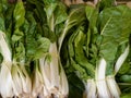Swiss chart or Blitva from Croatia is a kind of Spinach Royalty Free Stock Photo