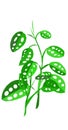 Swiss cheese Plant illustration Royalty Free Stock Photo
