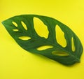 Swiss cheese plant leaf (Monstera adansonii) Royalty Free Stock Photo