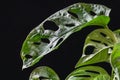 Swiss cheese plant monstera adansonii on a dark background.