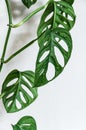Swiss cheese plant monstera adansonii detail on white background. Royalty Free Stock Photo