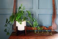 Swiss Cheese Vine house plant Monstera adansonii on top of an antique dresser