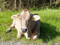 Swiss cow Royalty Free Stock Photo