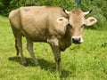 Swiss cow Royalty Free Stock Photo