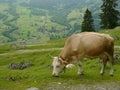 Swiss Cow Royalty Free Stock Photo