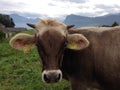 Swiss Cow Royalty Free Stock Photo