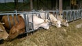 Swiss cow eating grass