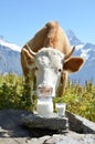 Swiss cow and milk Royalty Free Stock Photo