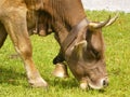 Swiss cow eating green grass in the sunshine Royalty Free Stock Photo