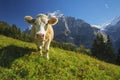 Swiss Cow Royalty Free Stock Photo