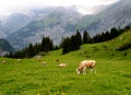 Swiss Cows in the Alps