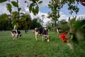 Swiss cows decorated with flowers and cowbell. Desalpes ceremony in Switzerland