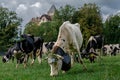 Swiss cows decorated with flowers and cowbell. Desalpes ceremony in Switzerland