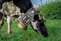 Swiss cows decorated with flowers and cowbell. Desalpes ceremony in Switzerland