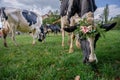 Swiss cows decorated with flowers and cowbell. Desalpes ceremony in Switzerland