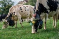 Swiss cows decorated with flowers and cowbell. Desalpes ceremony in Switzerland