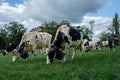 Swiss cows decorated with flowers and cowbell. Desalpes ceremony in Switzerland