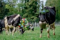 Swiss cows decorated with flowers and cowbell. Desalpes ceremony in Switzerland