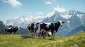 swiss cows are grazing in a flowery meadow, and pine trees at the swiss alps landscape Royalty Free Stock Photo