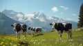 swiss cows are grazing in a flowery meadow, and pine trees at the swiss alps landscape Royalty Free Stock Photo