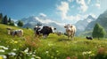 swiss cows are grazing in a flowery meadow, and pine trees at the swiss alps landscape Royalty Free Stock Photo