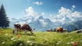 swiss cows are grazing in a flowery meadow, and pine trees at the swiss alps landscape Royalty Free Stock Photo