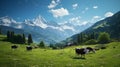 swiss cows are grazing in a flowery meadow, and pine trees at the swiss alps landscape Royalty Free Stock Photo