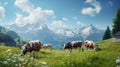 swiss cows are grazing in a flowery meadow, and pine trees at the swiss alps landscape Royalty Free Stock Photo