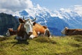 Swiss cows at rest on Schynige Platte, Switzerland Royalty Free Stock Photo