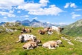 Swiss cows at Splugenpass