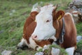 Swiss dairy cow Royalty Free Stock Photo