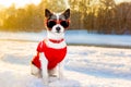 Swiss dog winter Royalty Free Stock Photo