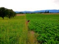 Swiss Farm Girl Royalty Free Stock Photo