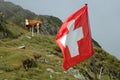 Swiss flag and cow on meadow. Royalty Free Stock Photo