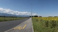 Switzerland, Geneva - Field of sunflowers near the road Royalty Free Stock Photo