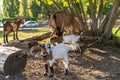 Swiss goats outside in a garden under early evening sunshine Royalty Free Stock Photo