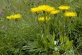 Swiss Hawkbit Royalty Free Stock Photo