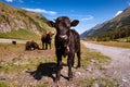 Swiss Herens cow looking into camera Royalty Free Stock Photo
