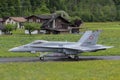 Swiss Hornet Royalty Free Stock Photo