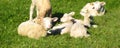 Swiss lambs and sheep slumber in the sun on a green meadow for easter cards