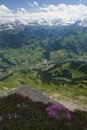 Swiss landscape, alpine flower