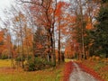 Swiss magical forest autumn path Royalty Free Stock Photo