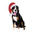 Swiss Mountain dog with Christmas hat isolated on white background.