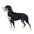 Swiss mountain dog isolated on white background.