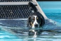 Swiss Mountain Dog wading down a ramp into a pool Royalty Free Stock Photo