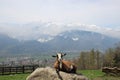 Swiss Mountain Goat