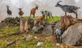 Swiss Mountain Goats Royalty Free Stock Photo