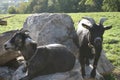 Swiss mountain goats lying on a stone Royalty Free Stock Photo